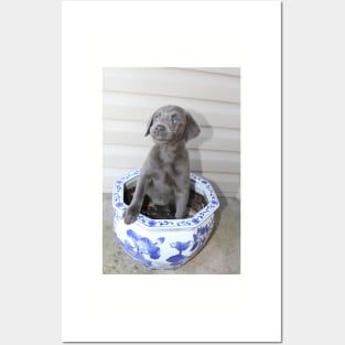 Planted Luna - Labrador :: Canines and Felines Posters and Art